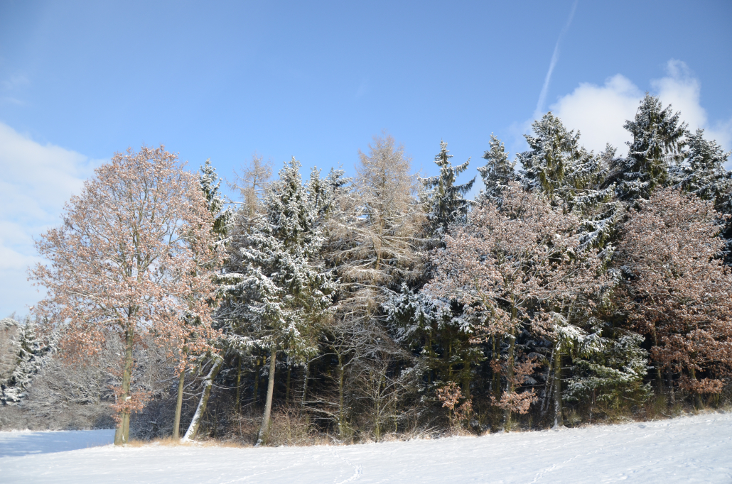 Der Wald als Klimaretter – Begrenzung auf 1,5 Grad Celsius