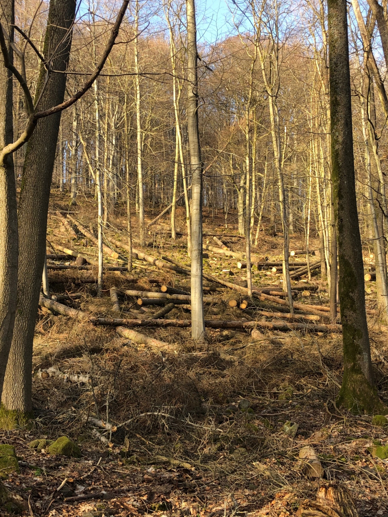 Waldbesitzer bangen um trockenen Sommer