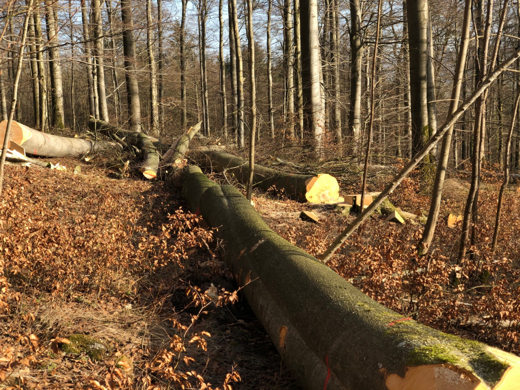 Mit welchen Bäumen werden die entstandenen Kahlflächen aufgeforstet?