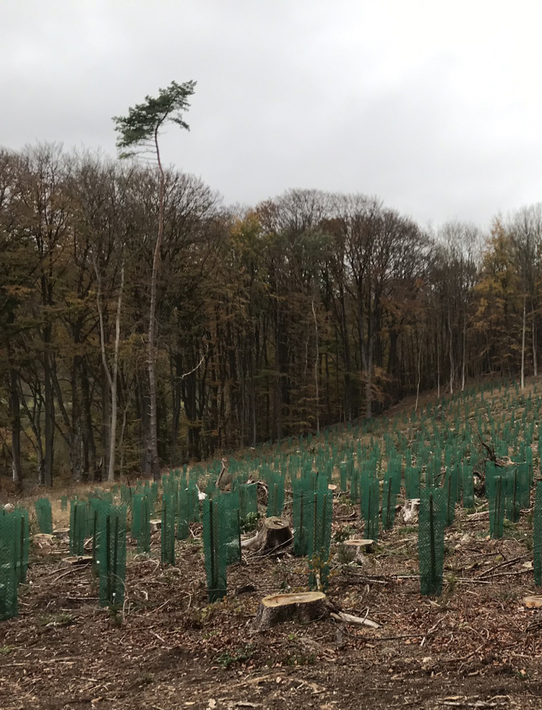 Mehr alte Bäume im Wald!