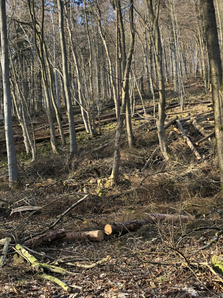 IMG_0849 Der Wald: Verlierer auf ganzer Linie