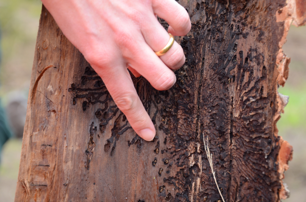 DSC_2164 Hessens Wälder in Not – Waldbesitzer brauchen schnelle Hilfen