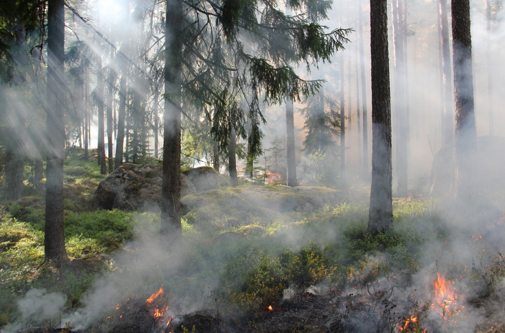 styggkarret-reserve-burning-fire-50700 Waldbrandgefahr im Sommer